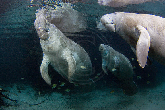 Manatees-1741