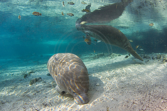 Manatees-2955