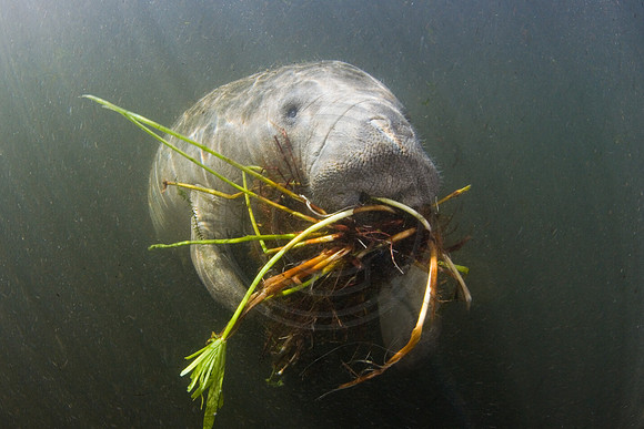 Manatees-3095