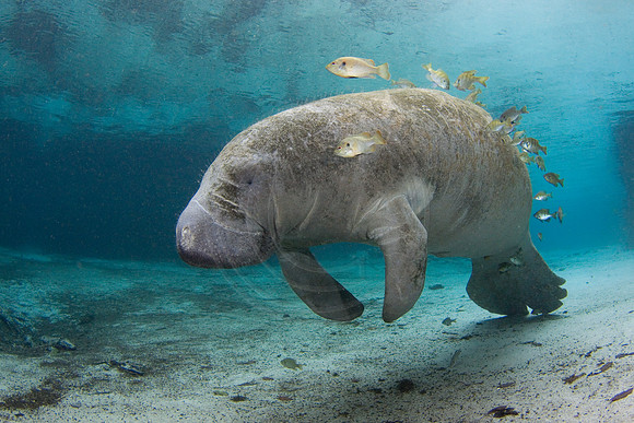 Manatees-1592