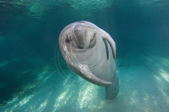 Manatees-2004