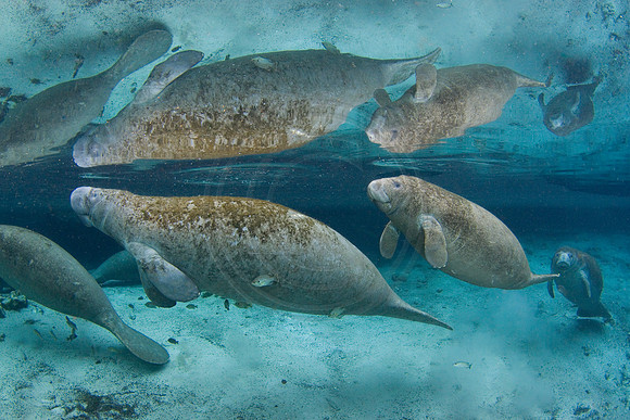 Manatees-2907