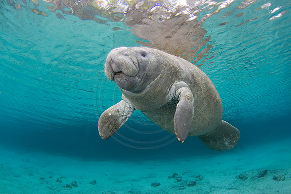 Manatees-2094