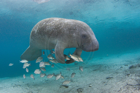 Manatees-2567