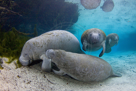 Manatees-2339