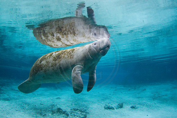 Manatees-2481