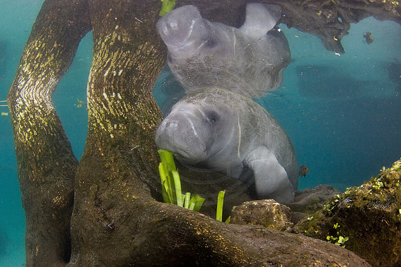 Manatees-1979