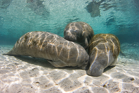 Manatees-0812