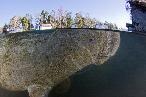 Manatees-2431
