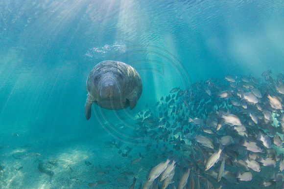 Manatees-3435