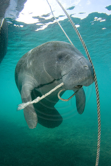 Manatees-0980