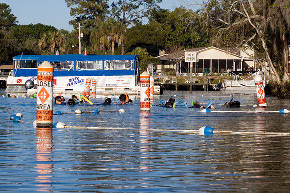 Manatees-2164