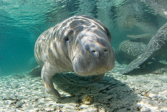 Manatees-1078