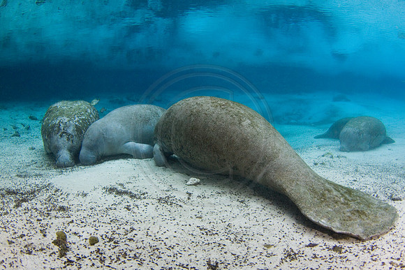 Manatees-2946