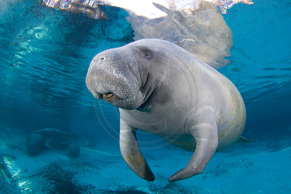 Manatees-1312
