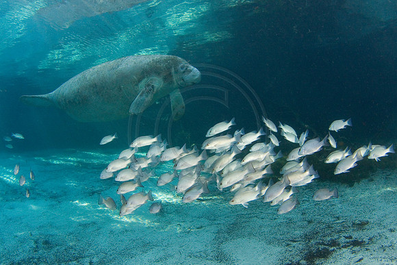 Manatees-1584