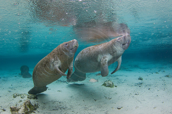 Manatees-2323