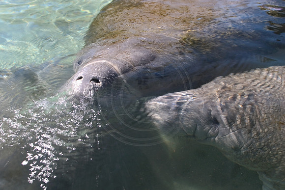Manatees-0309