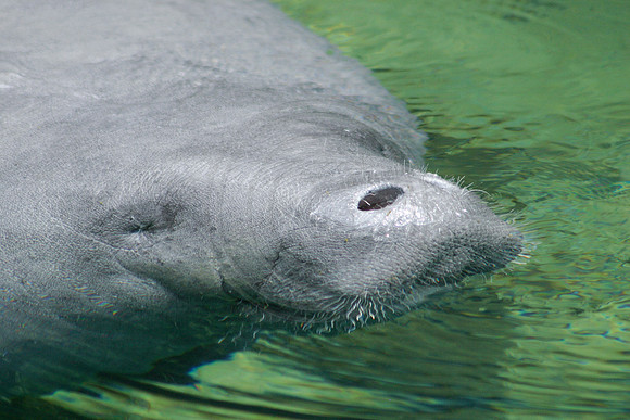 Manatees-0171