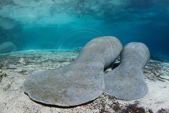 Manatees-1716