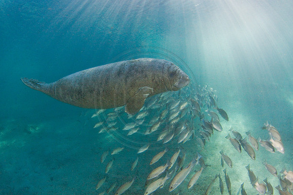 Manatees-3436