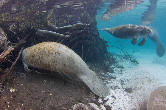 Manatees-3125
