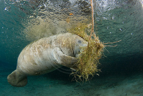 Manatees-1157