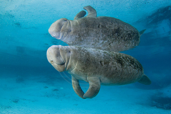 Manatees-2480