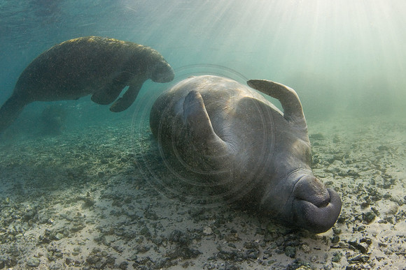 Manatees-1041