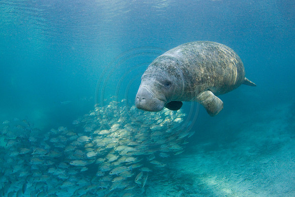 Manatees-3430