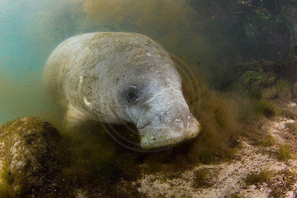 Manatees-1890