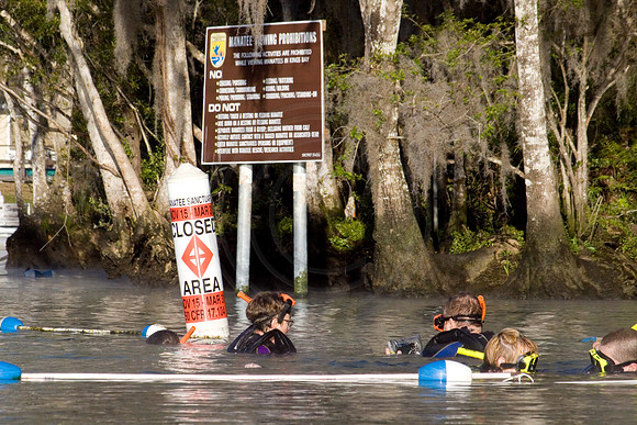 Manatees-2163
