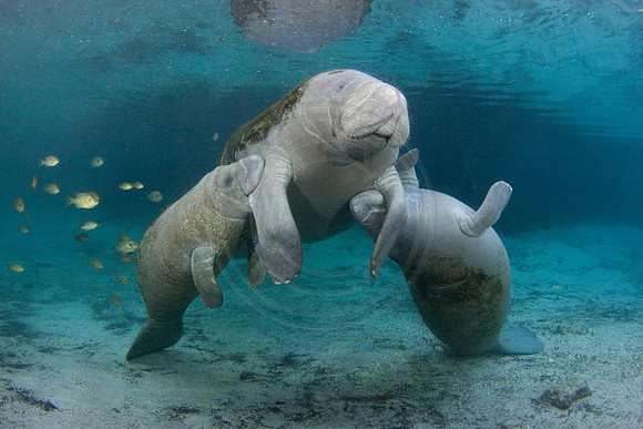 Manatees-1659
