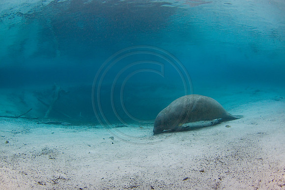 Manatees-1471