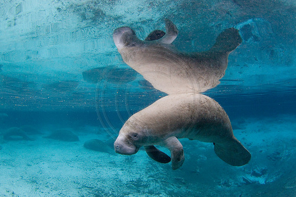 Manatees-3420
