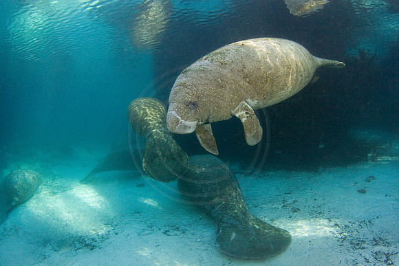 Manatees-2849