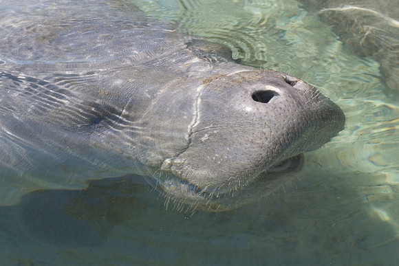 Manatees-0313