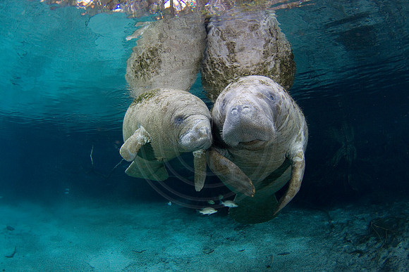 Manatees-2309