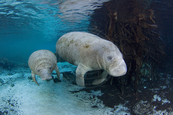 Manatees-3331