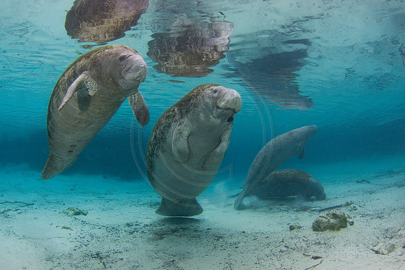 Manatees-2866