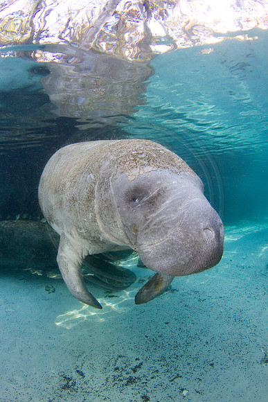 Manatees-2070