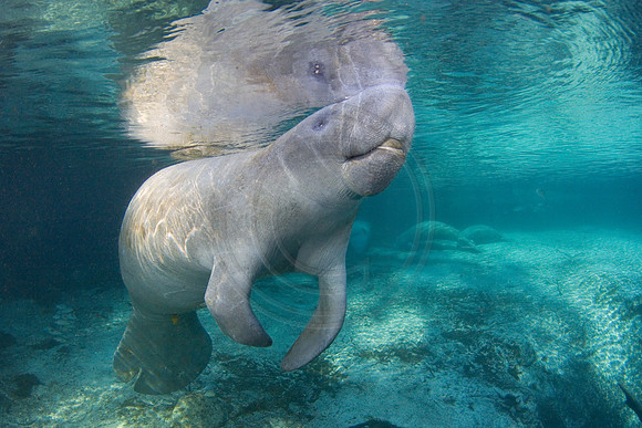 Manatees-2023