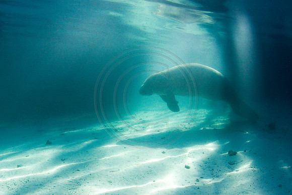 Manatees-2589