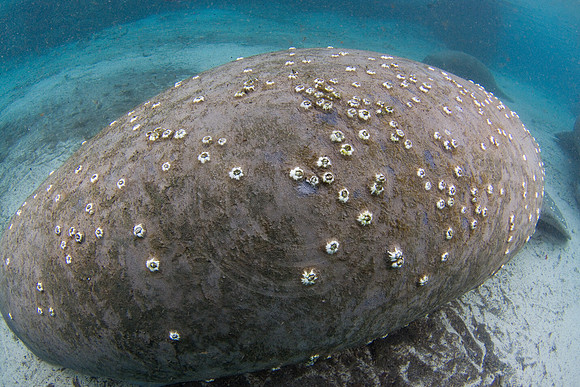 Manatees-1541