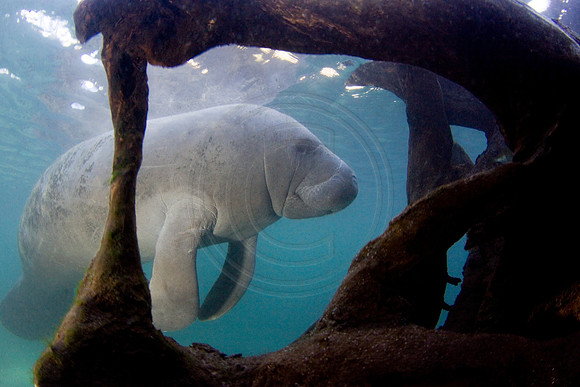 Manatees-3439