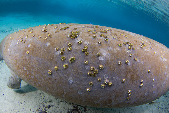 Manatees-1480