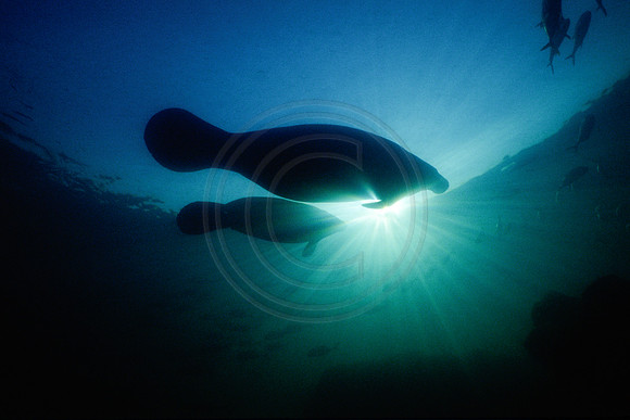 Manatees-0055