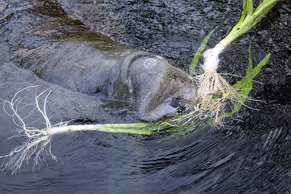 Manatees-3119