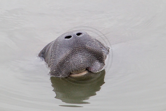 Manatees-0729