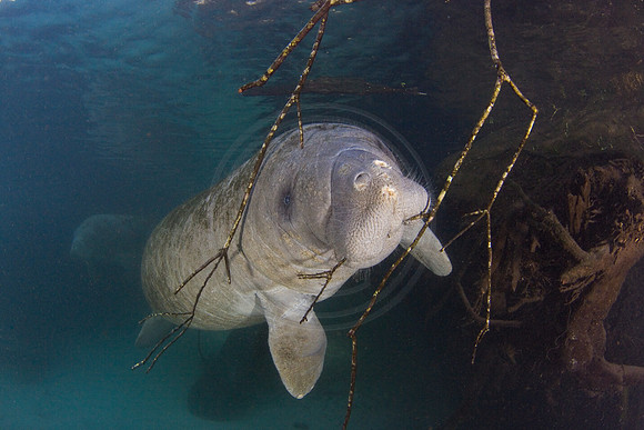 Manatees-3129